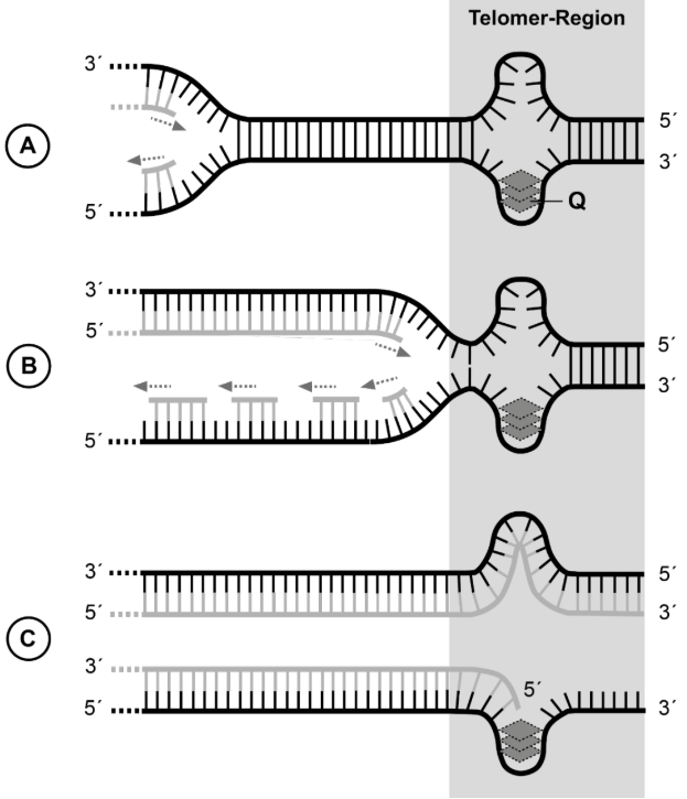 Drei schematische Darstellungen der DNA-Replikation an der Telomer-Region mit Gabeln, Haarnadelstrukturen und 3'/5'-Markierungen